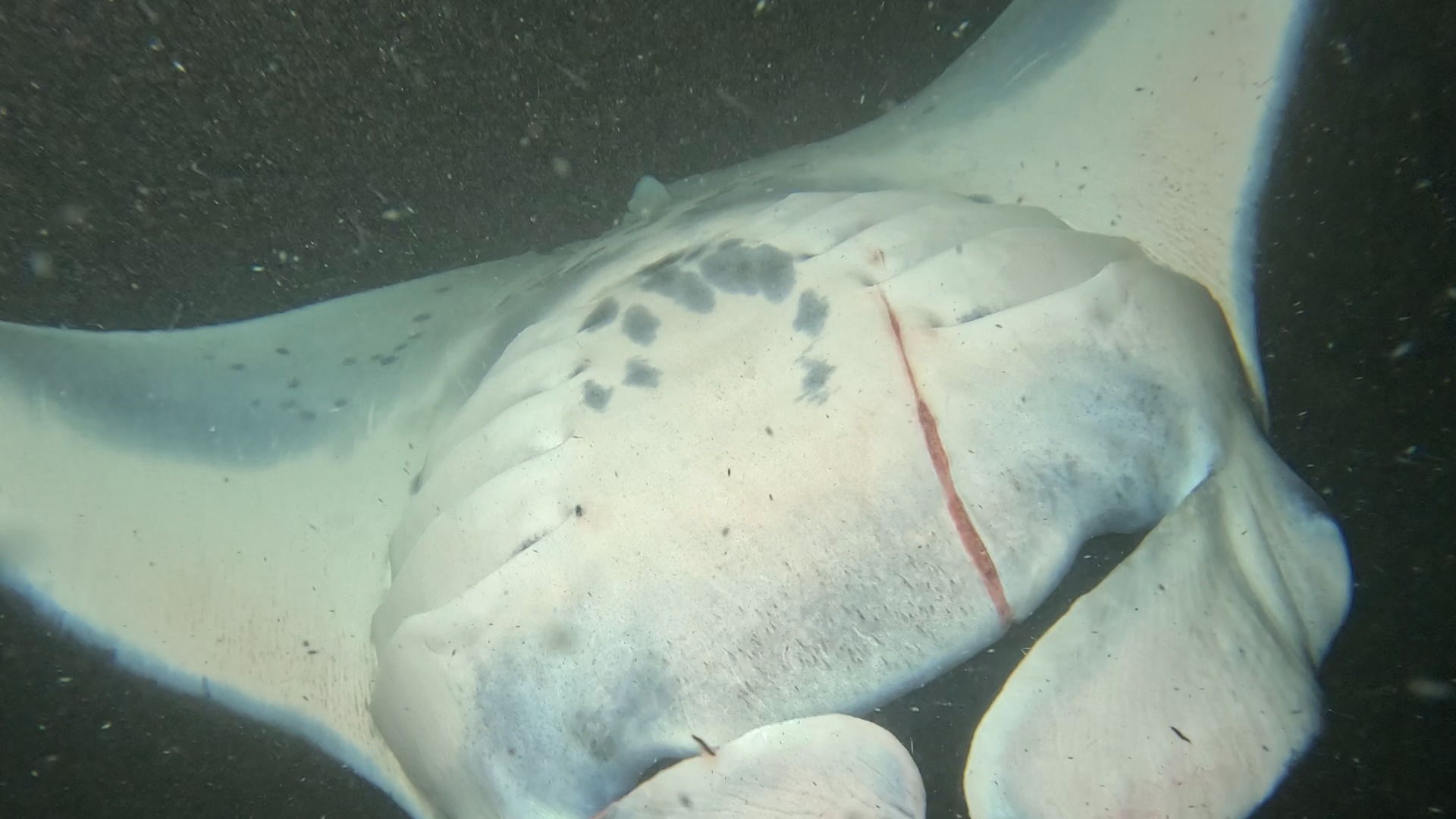 03-17-2025 Black Diamond with long cut down his stomach