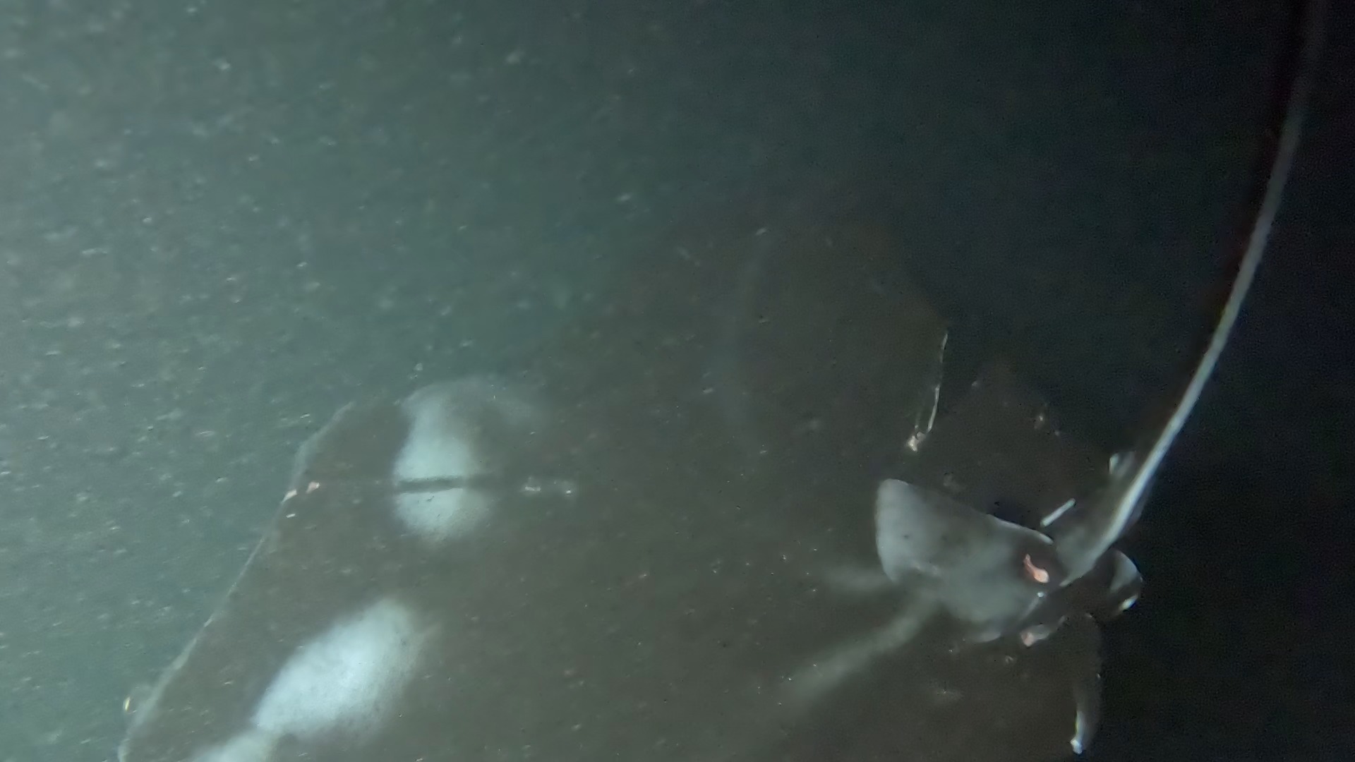 Black Diamond with a long dark cut down his dorsal side