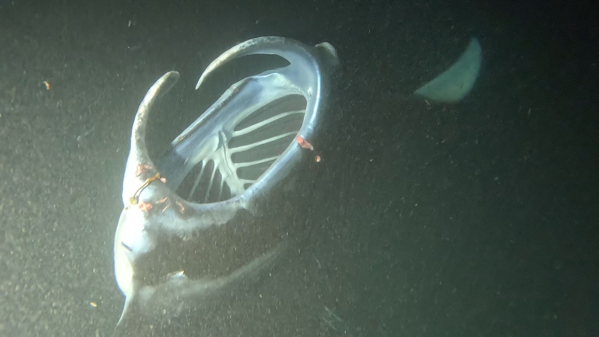 03-17-2025 Black Diamond with a hook in his left cephalic fin