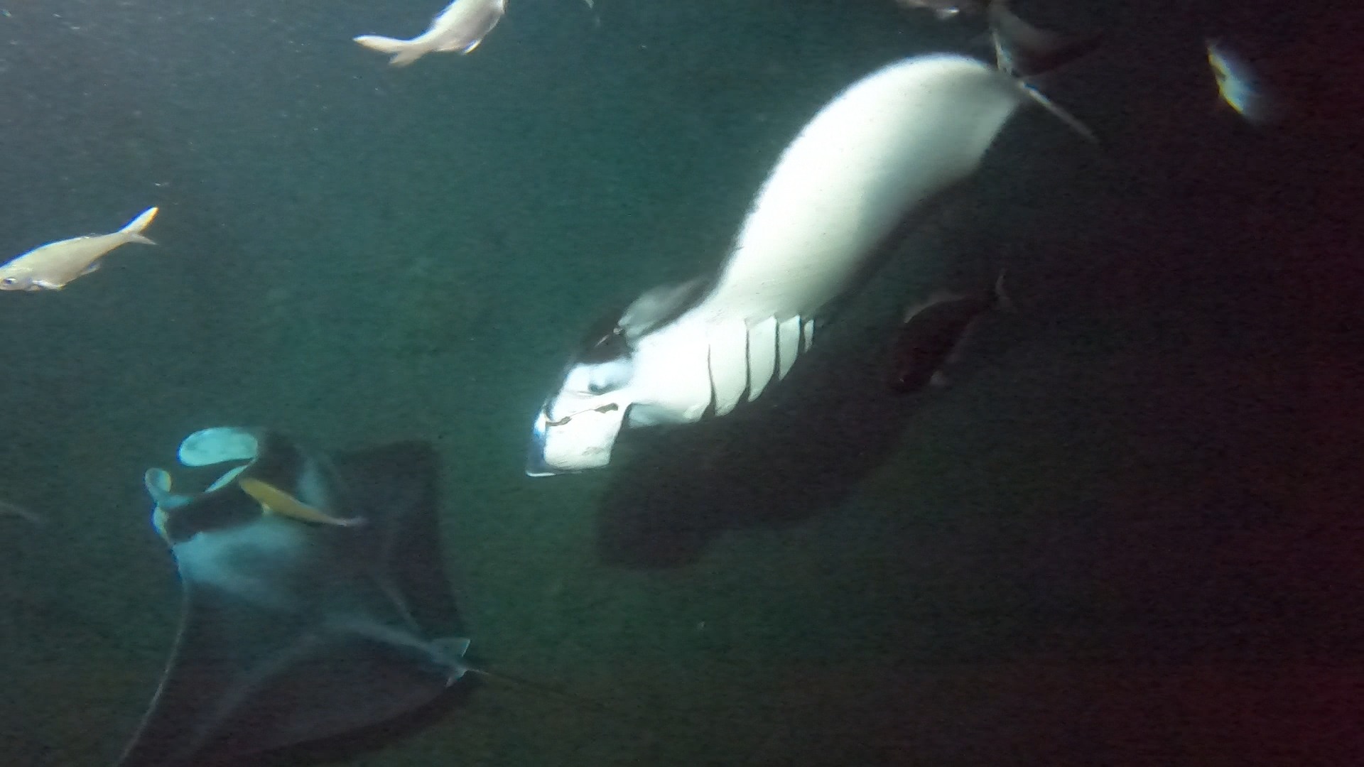 Black Diamond with a hook in his left cephalic fin