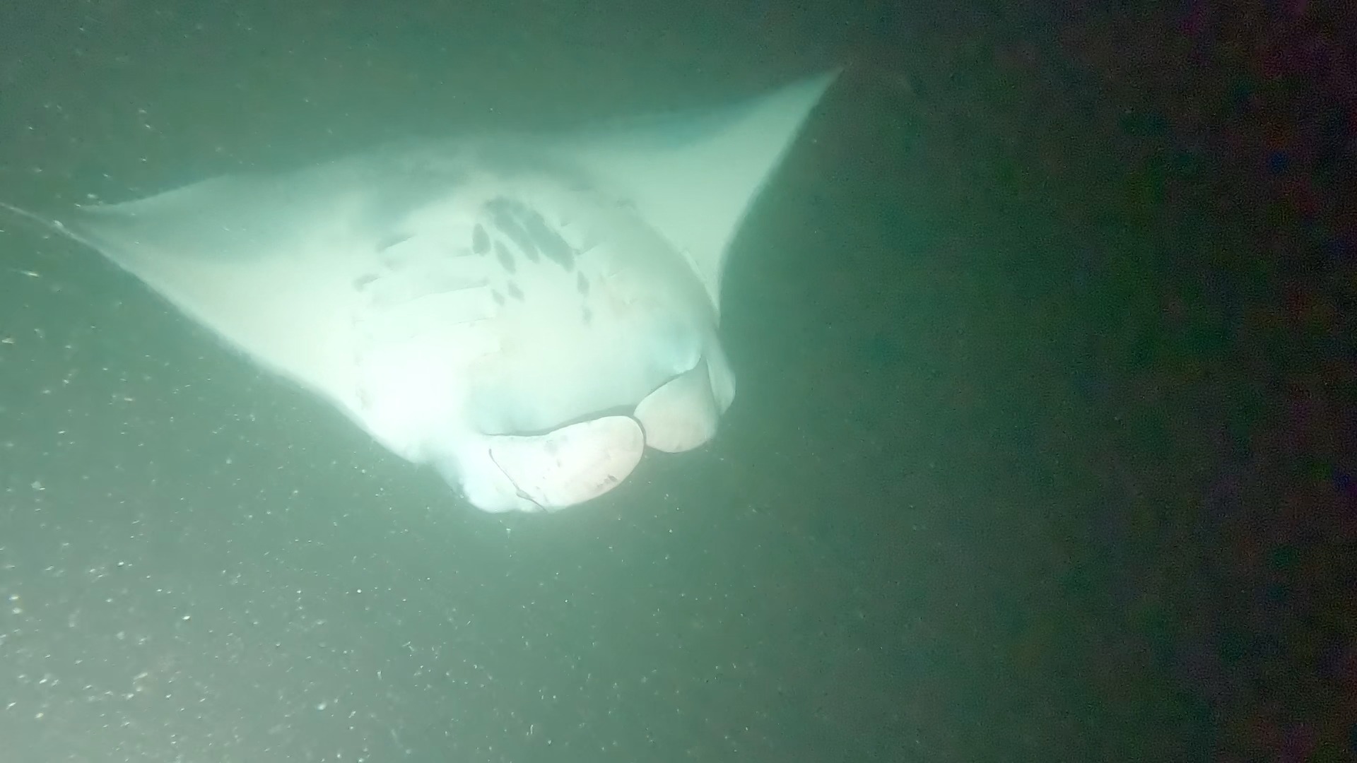 Black Diamond with a hook in his left cephalic fin