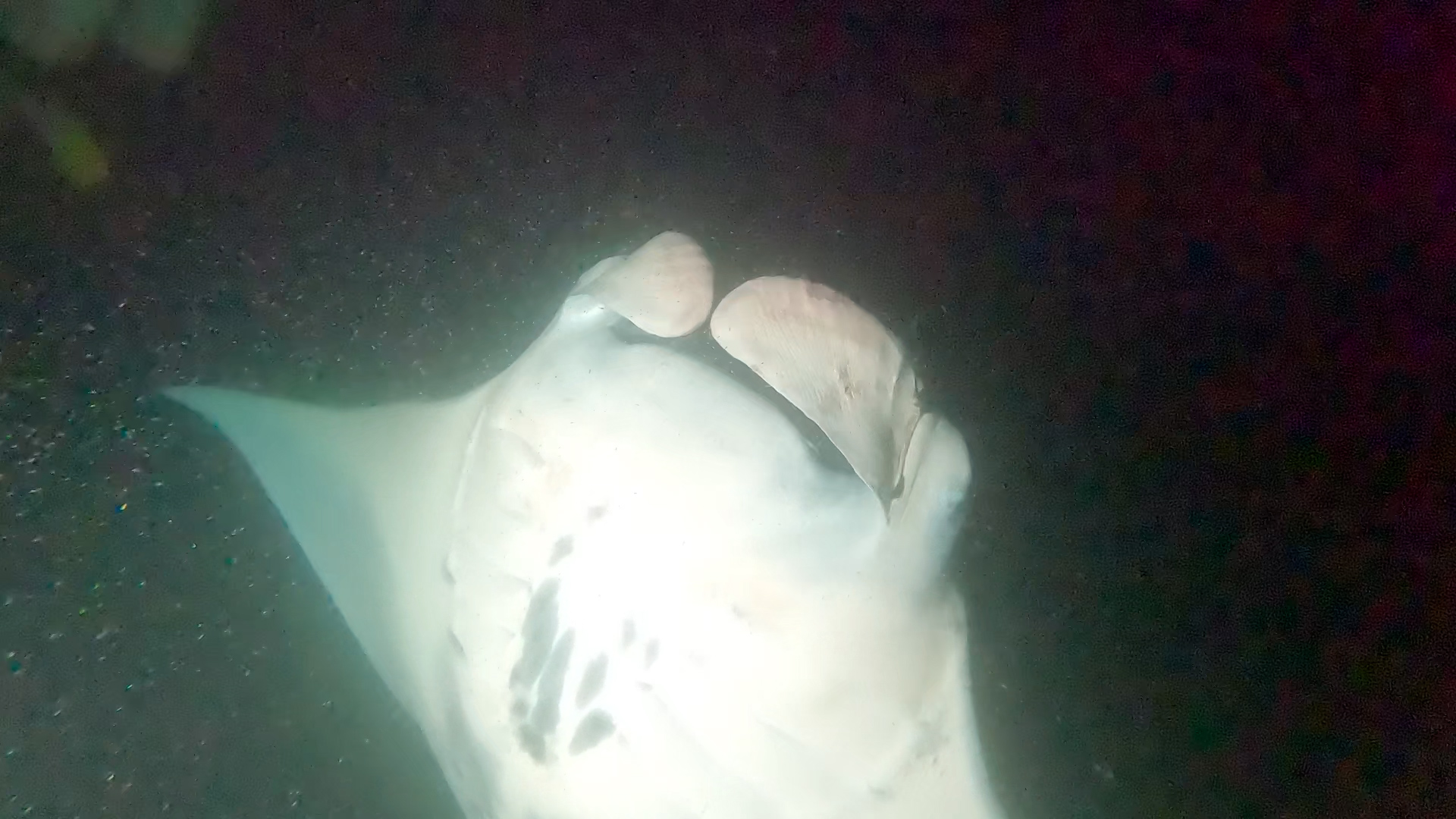 Black Diamond with a hook in his left cephalic fin