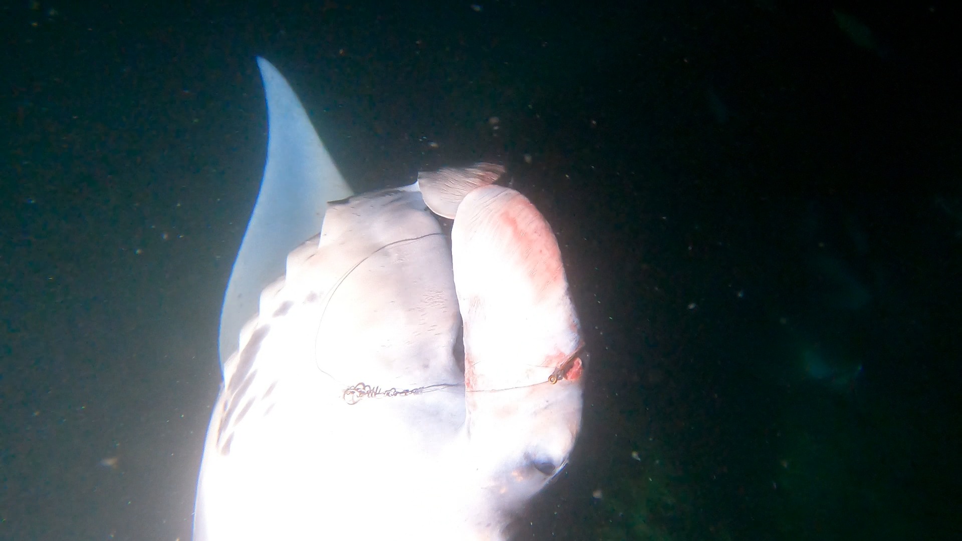 Black Diamond with a hook in his left cephalic fin