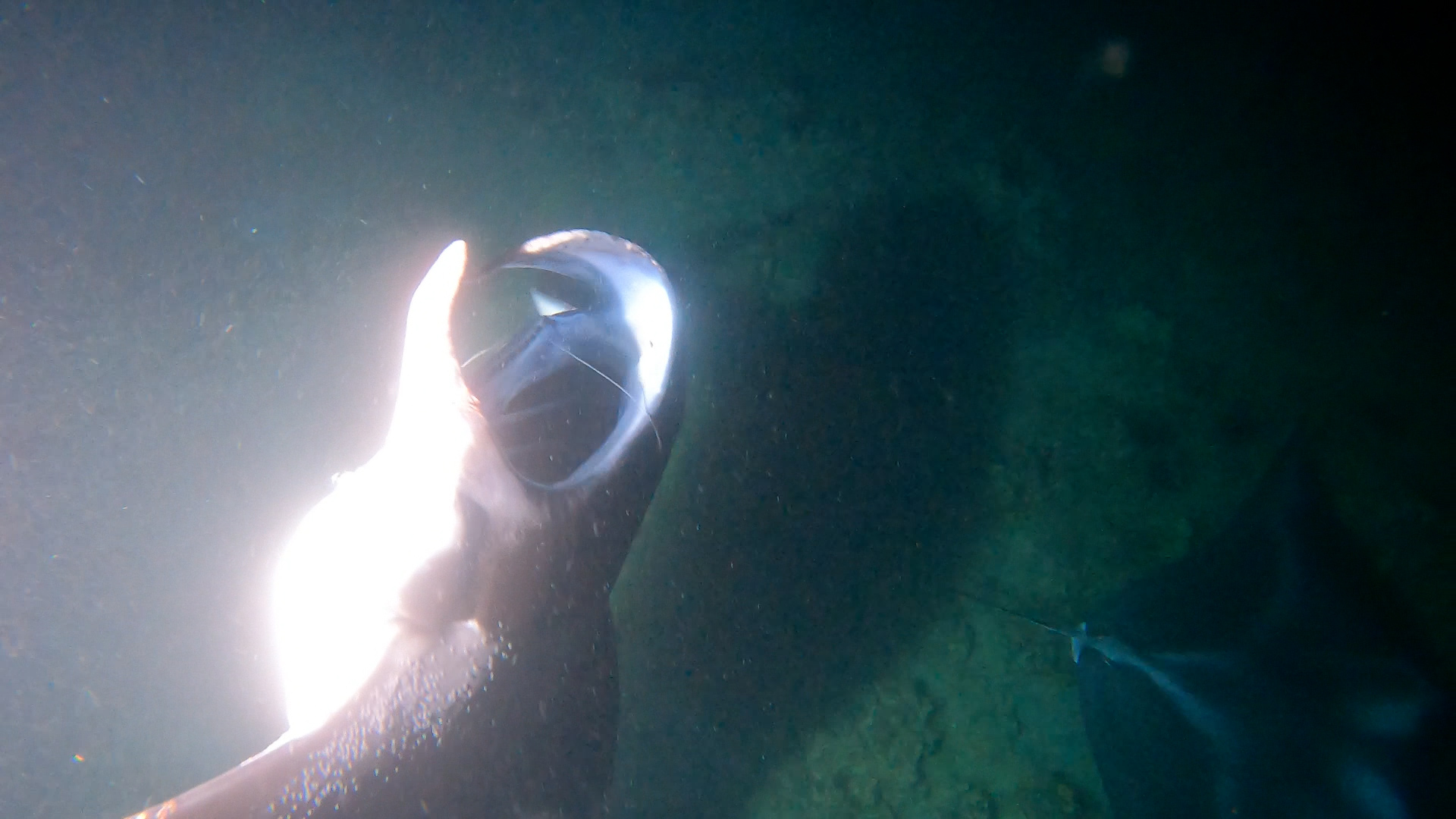 Black Diamond with fishing line around his mouth