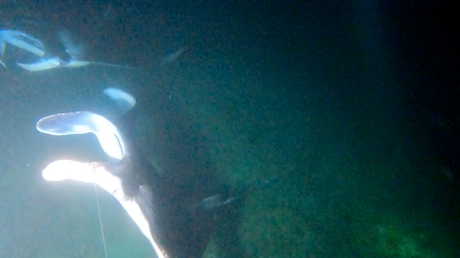 Black Diamond with fishing line trailing from his cephalic fin