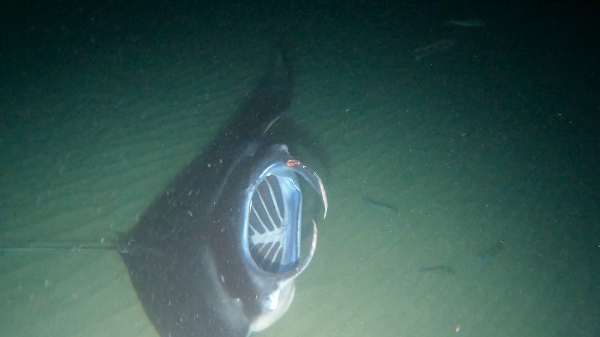 Black Diamond with a hook in his left cephalic fin