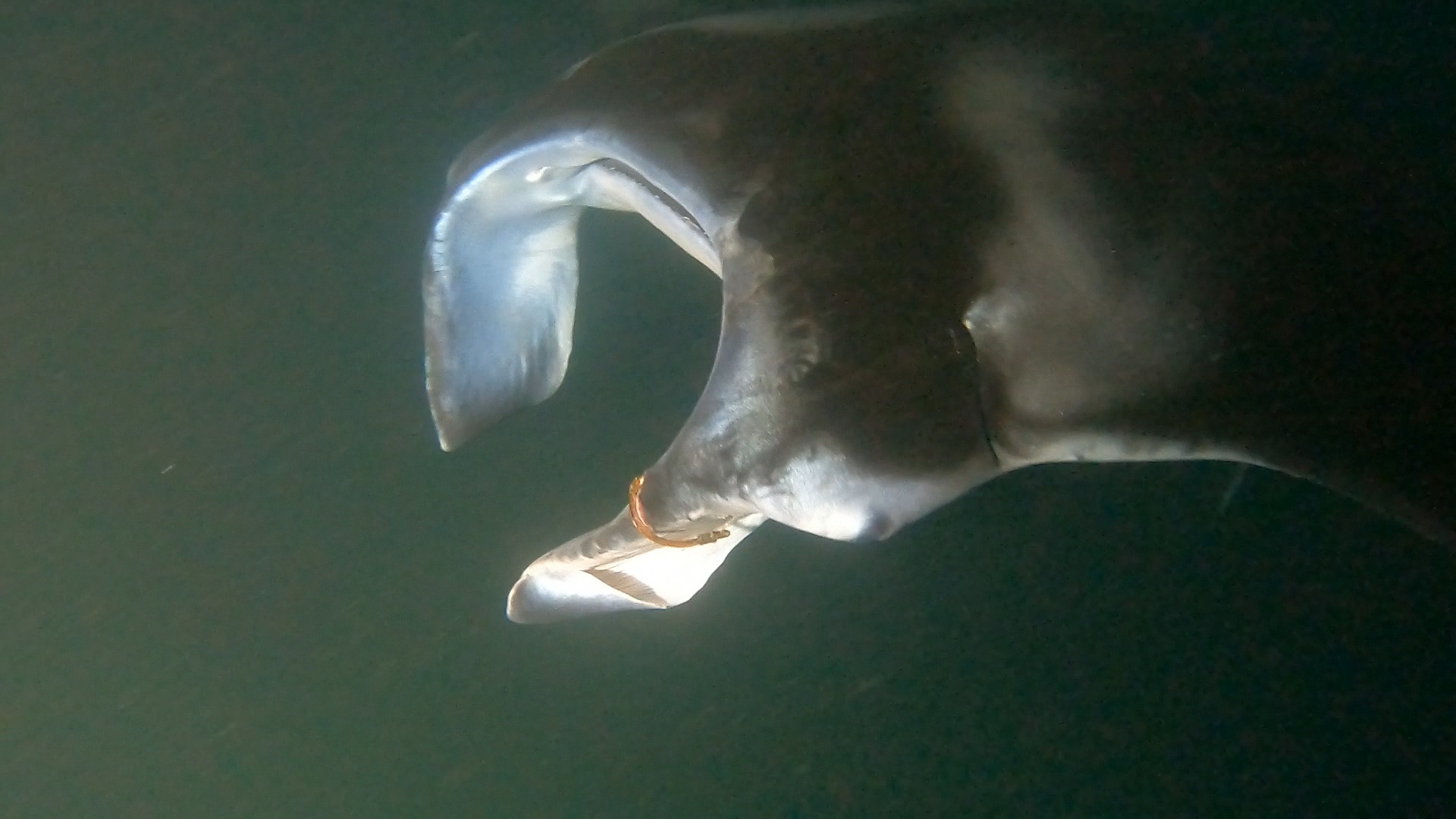 Black Diamond with a hook in his left cephalic fin
