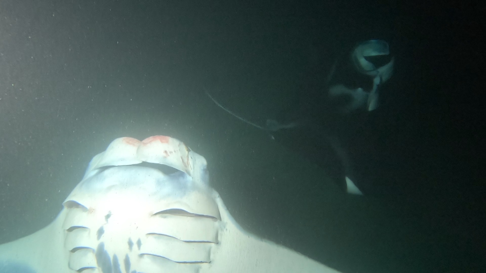 Black Diamond with a hook in his left cephalic fin