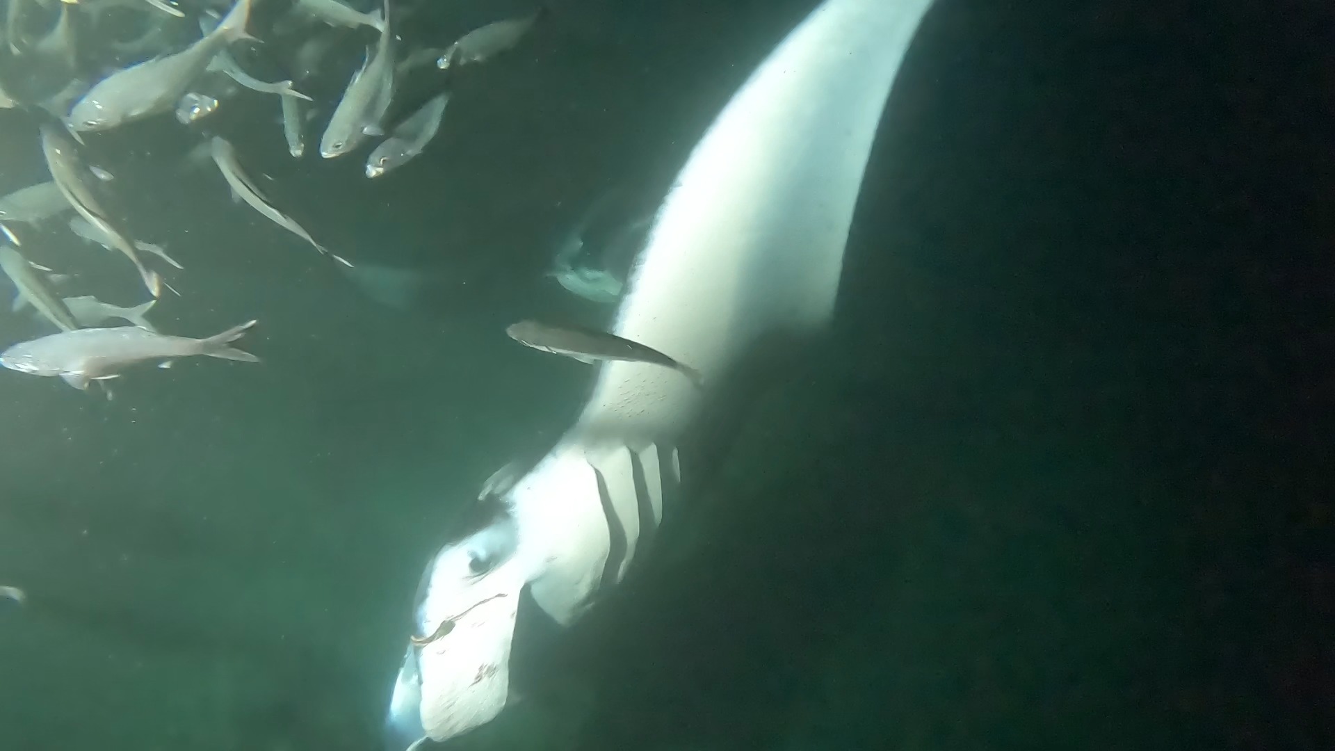 Black Diamond with a hook in his left cephalic fin