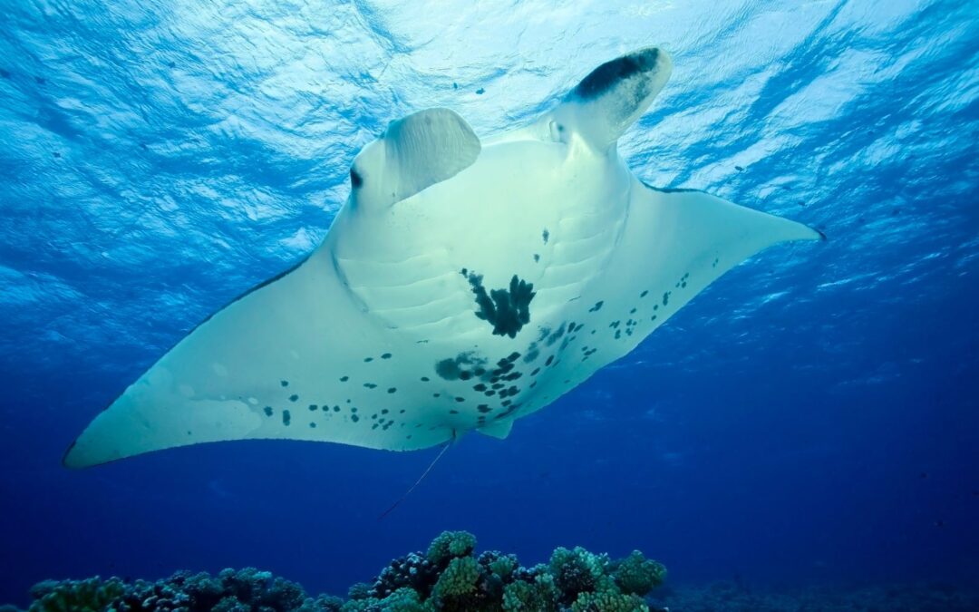 Get to Know the Majestic Reef Manta Ray