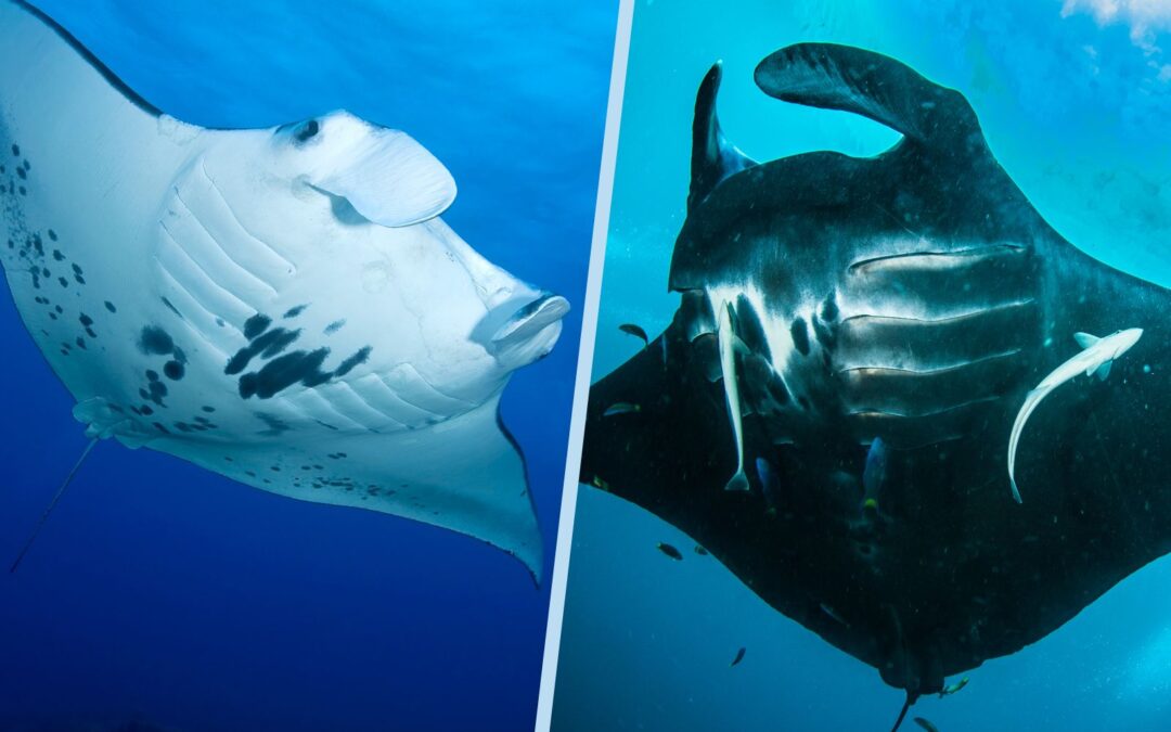The 3 Main Differences between the Giant Manta Ray and the Reef Manta