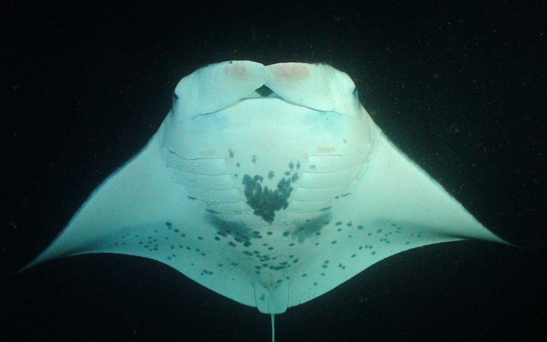 Do Mantas Feel Pain – and How do they Heal when they get Injured? [Video]