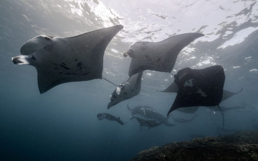 How do manta rays give birth?