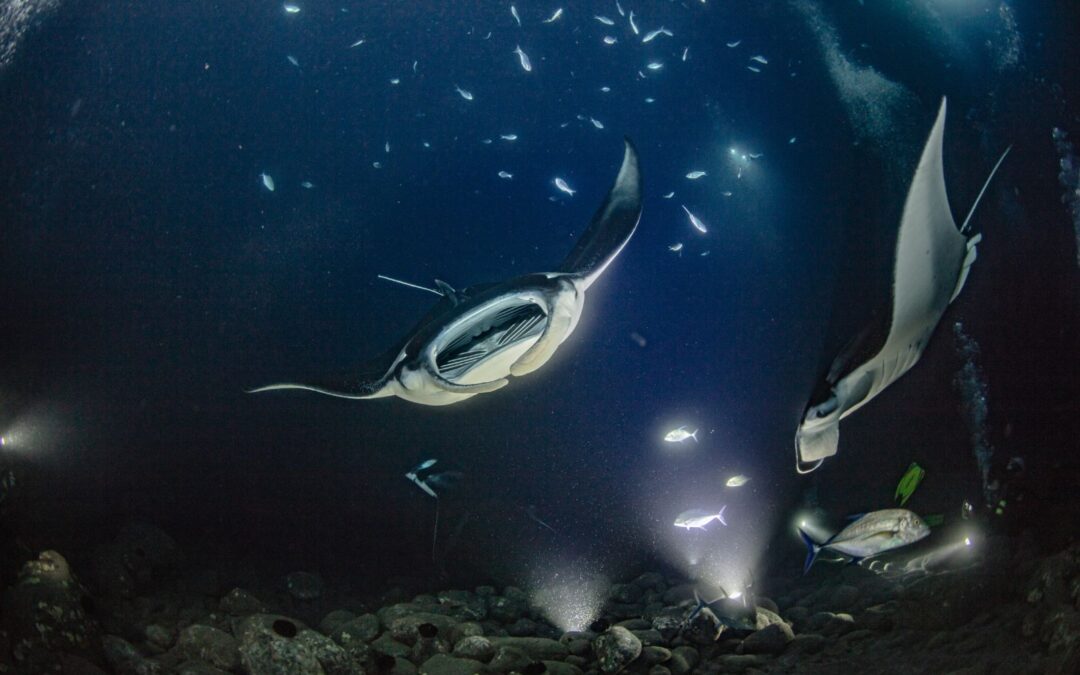 Are Manta Rays Territorial?