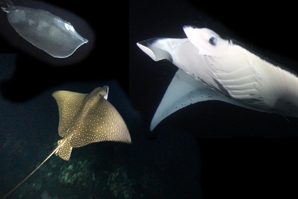 difference between manta rays and sting rays