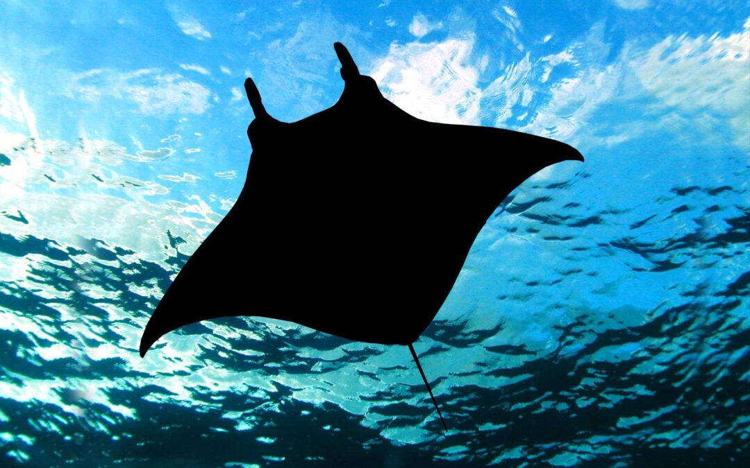 The Transformational Experience of Swimming with Manta Rays