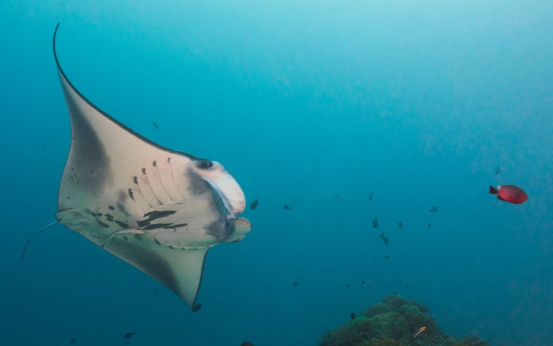 Guidelines for Interacting with Manta Rays