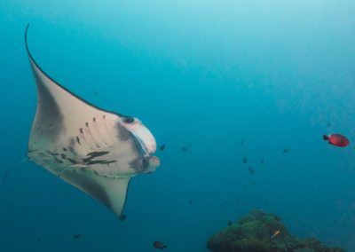 Guidelines for Interacting with Manta Rays
