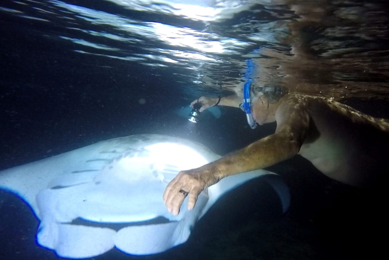 Swimming with Manta Rays COVID19 Precautions Manta Ray Advocates