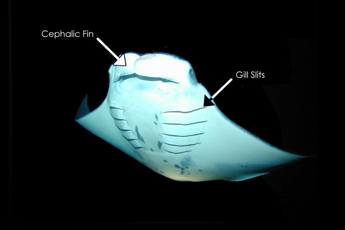 The Anatomy of Manta Rays - Manta Ray Advocates Hawaii