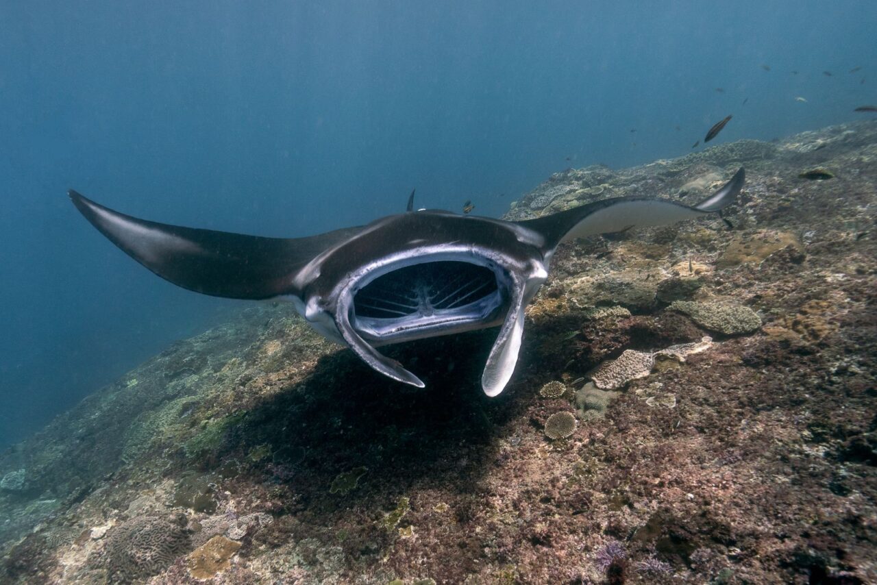 How do Manta Rays Sleep? Manta Ray Advocates Hawaii