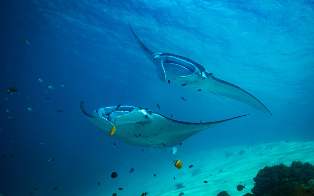 Ocean Plastic Pollution and Its Deadly Effect on Manta Rays