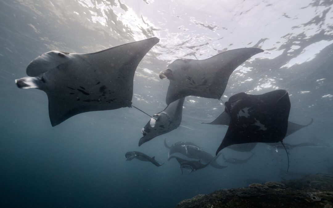 The Manta Ray Cyclone: a Feeding Frenzy Phenomenon
