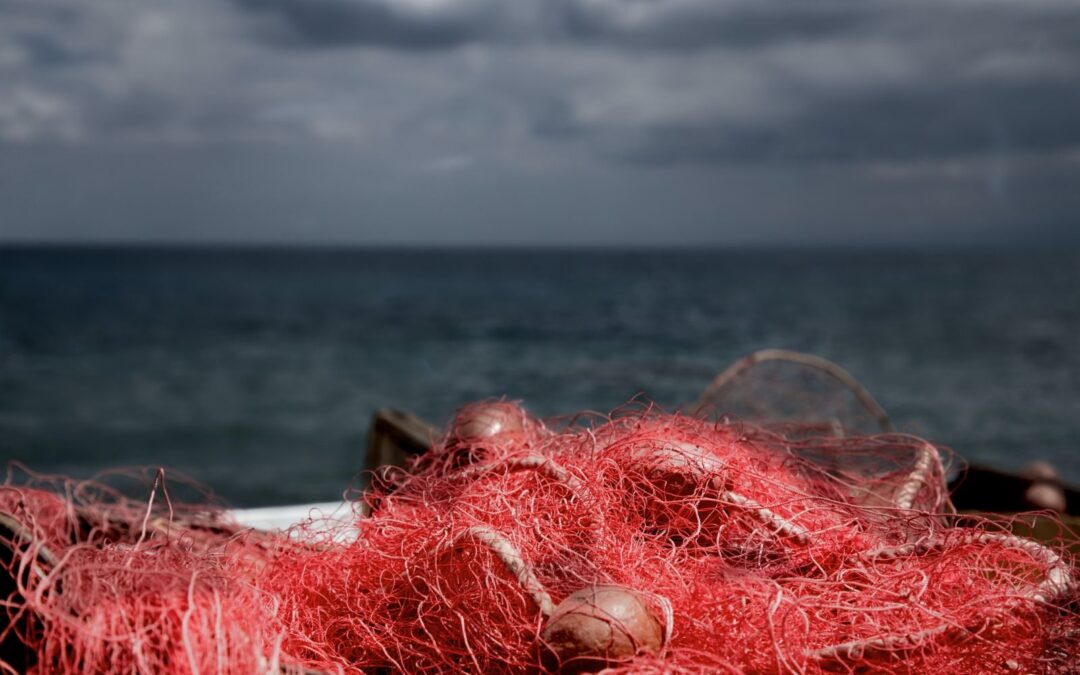 5 Things You Can Do (Right Now) to Save the Ocean and Protect Marine Life