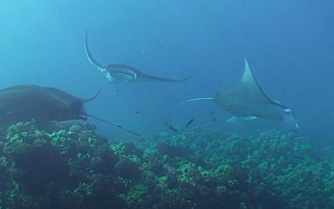 Manta Ray Cleaning Stations: Fishy Day Spas in Hawaii