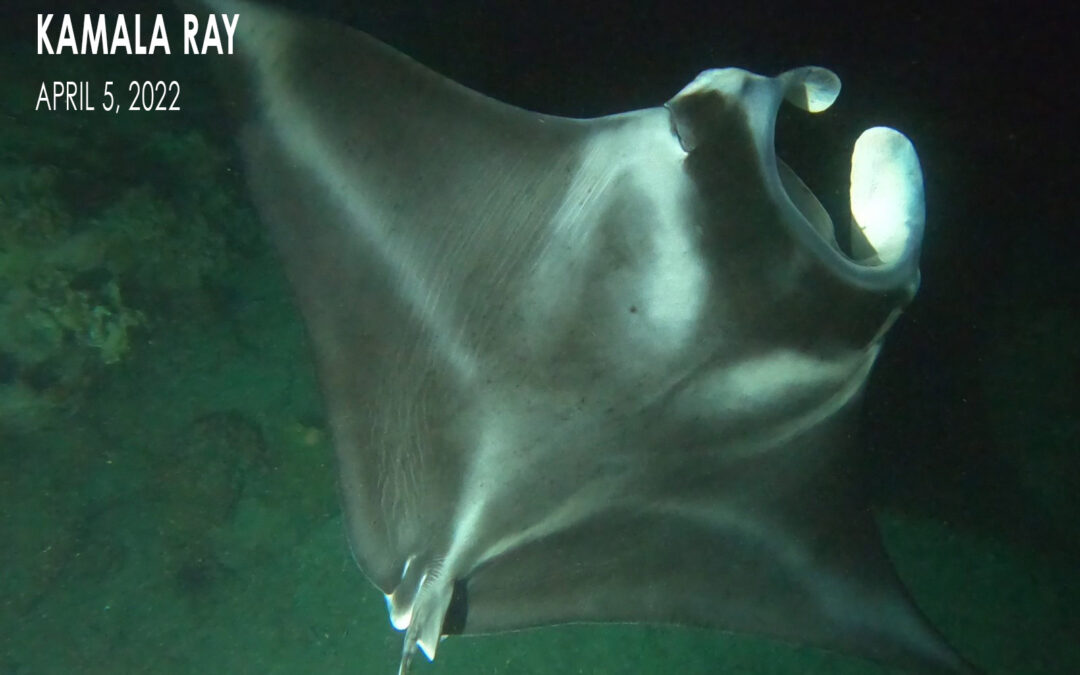 The Development of a Baby Manta Ray
