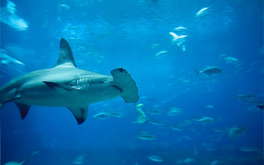 Marine Life along the Coast of the Big Island in Hawaii