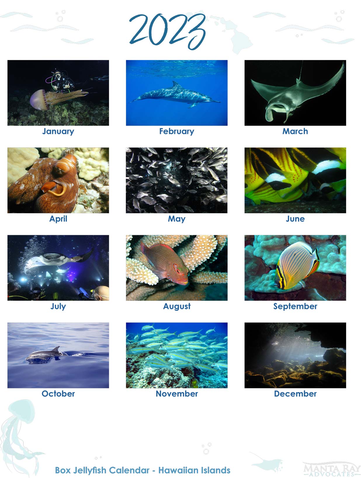 Box Jellyfish Wall Calendar - Manta Ray Advocates Hawaii