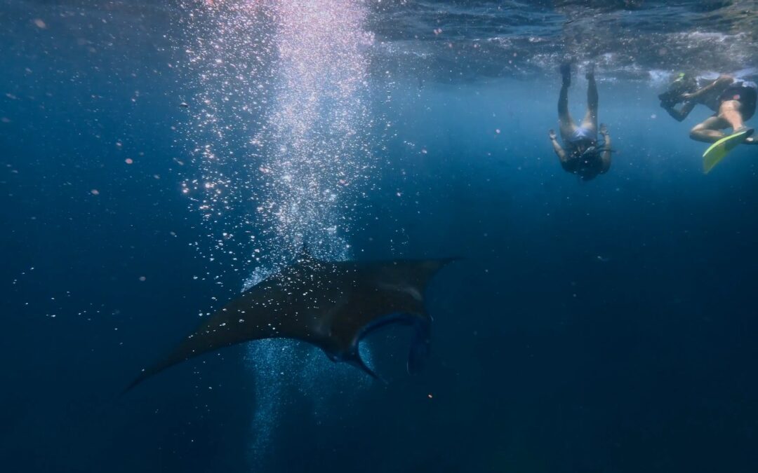 How much is a manta ray worth?