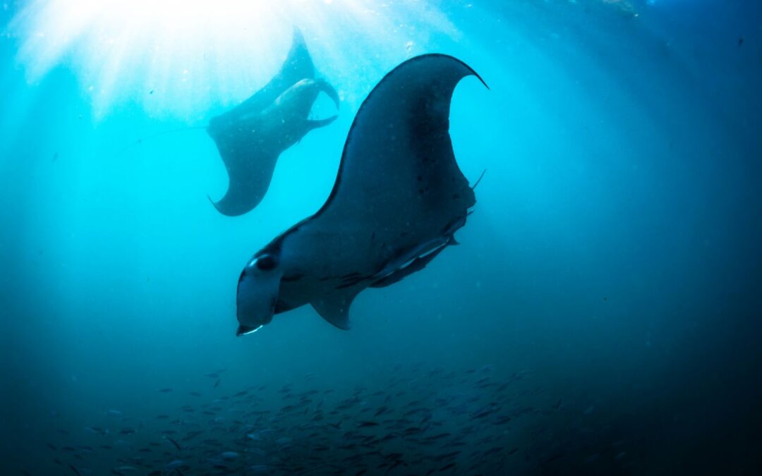 How do Manta Rays Reproduce?
