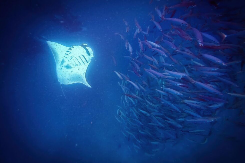 Decoding The Life Cycle of Manta Rays - and Our Role in Their Survival ...