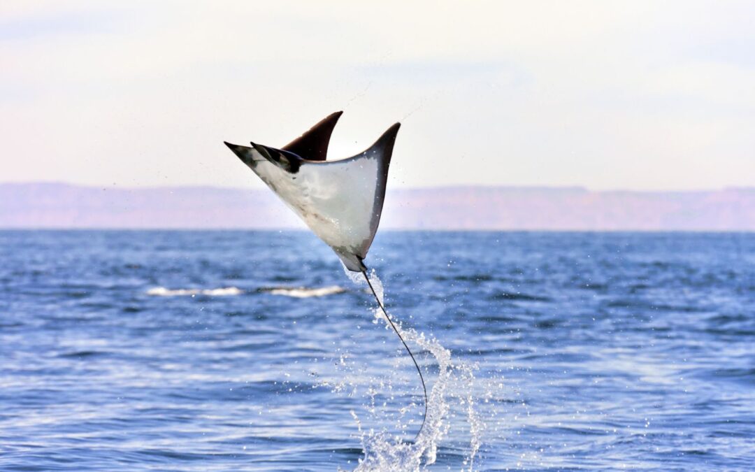 Why do Manta Rays Jump out of the Water?