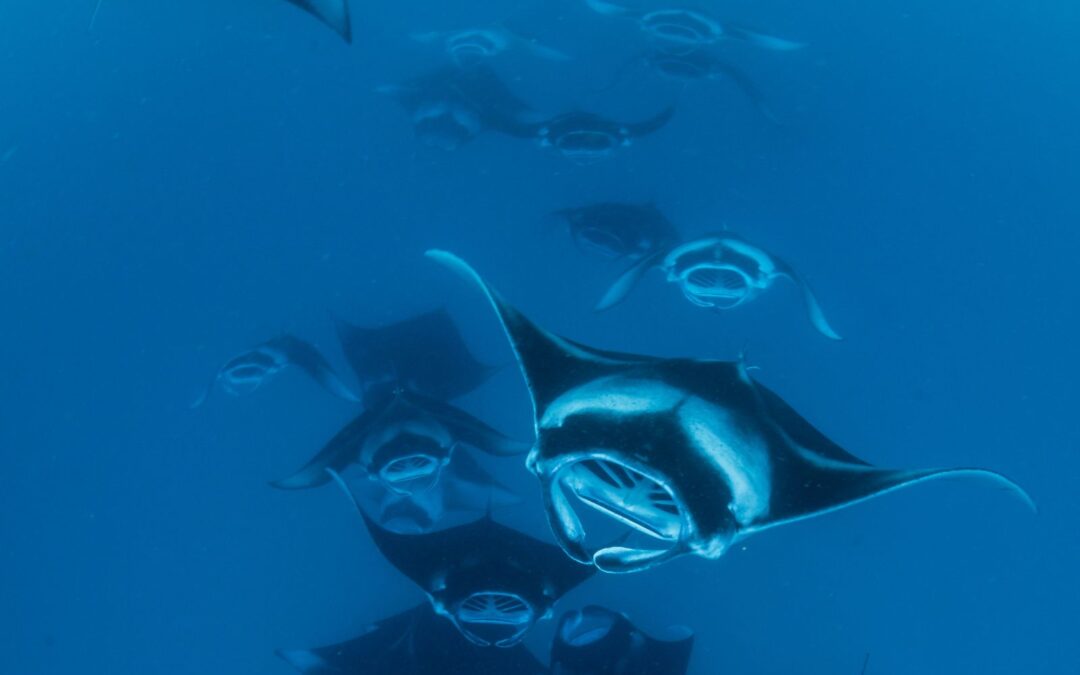 10 Fun Facts about Manta Rays