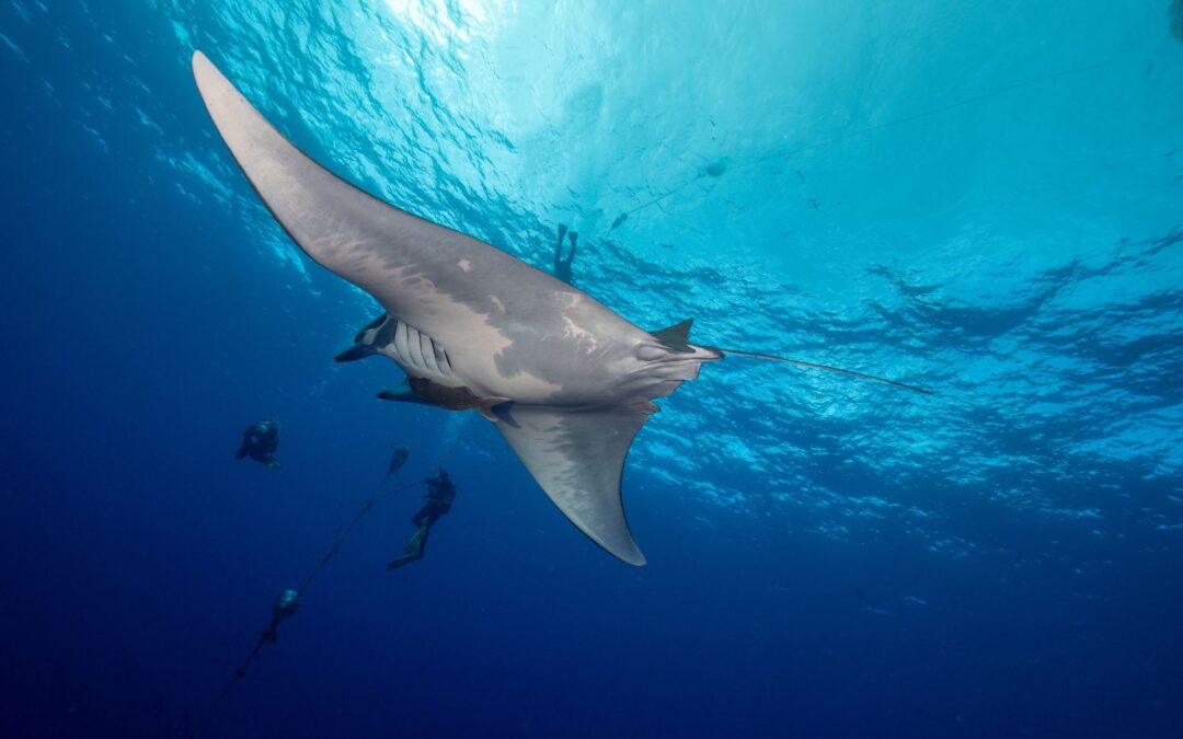 Are manta rays fish or mammals? Do they lay eggs?