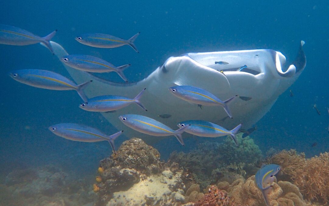 Why is it Important to Protect Manta Rays?