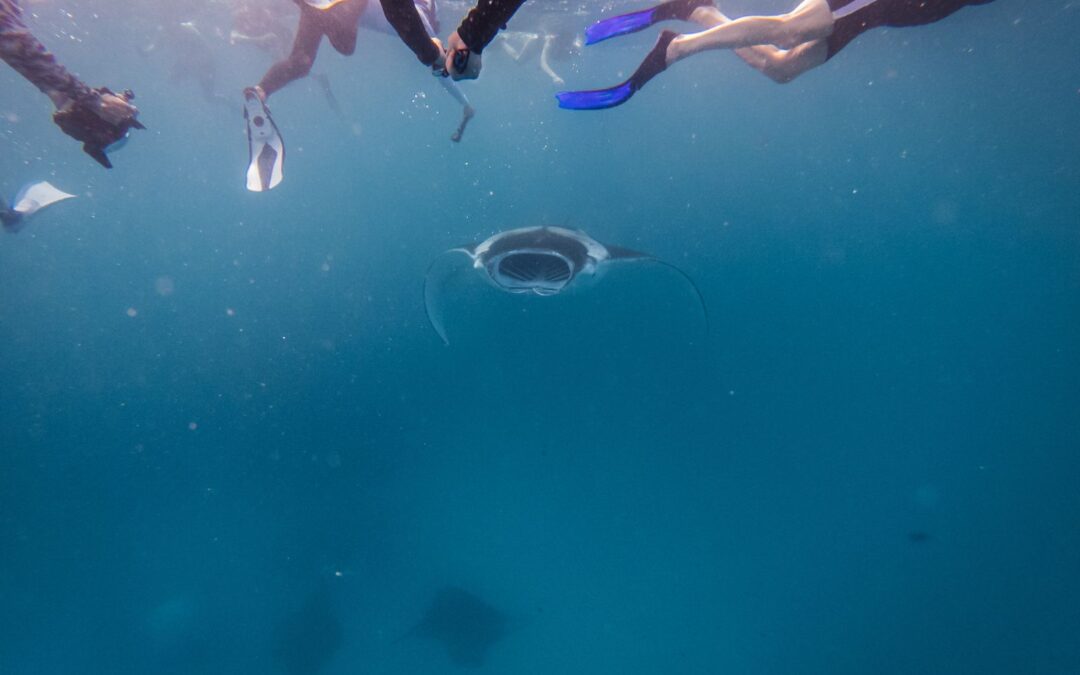 Swimming with manta rays: what you need to know before diving in