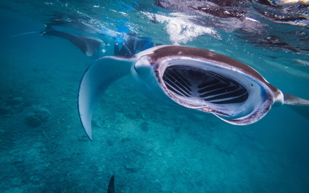 The 7 Extraordinary Senses of Manta Rays
