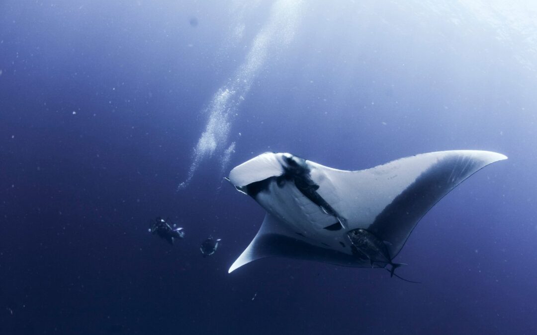How Citizen Science contributes to our Knowledge of Manta Rays