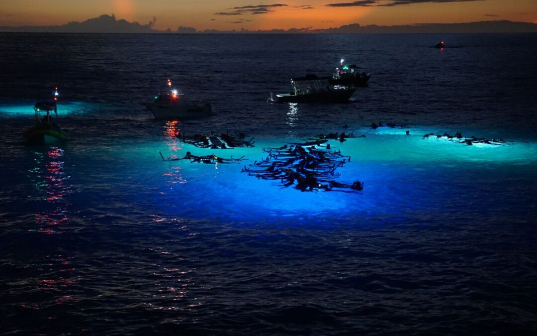 The Dark Side of Manta Ray Tourism: the Impact of Ecotourism on People, Mantas, and the Environment