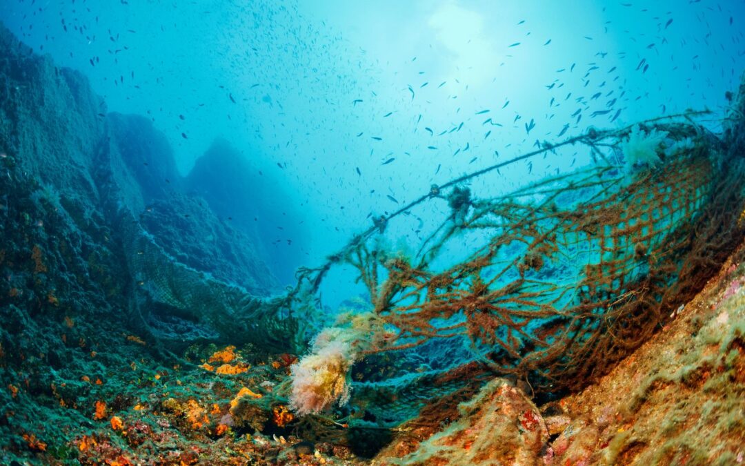 Are Manta Rays Facing Extinction?