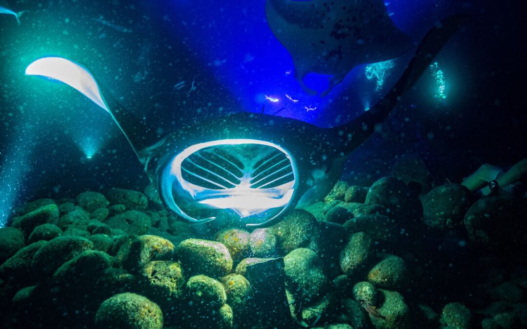 How Behavioral Conditioning leads Manta Rays to Feed at Manta Viewing Sites