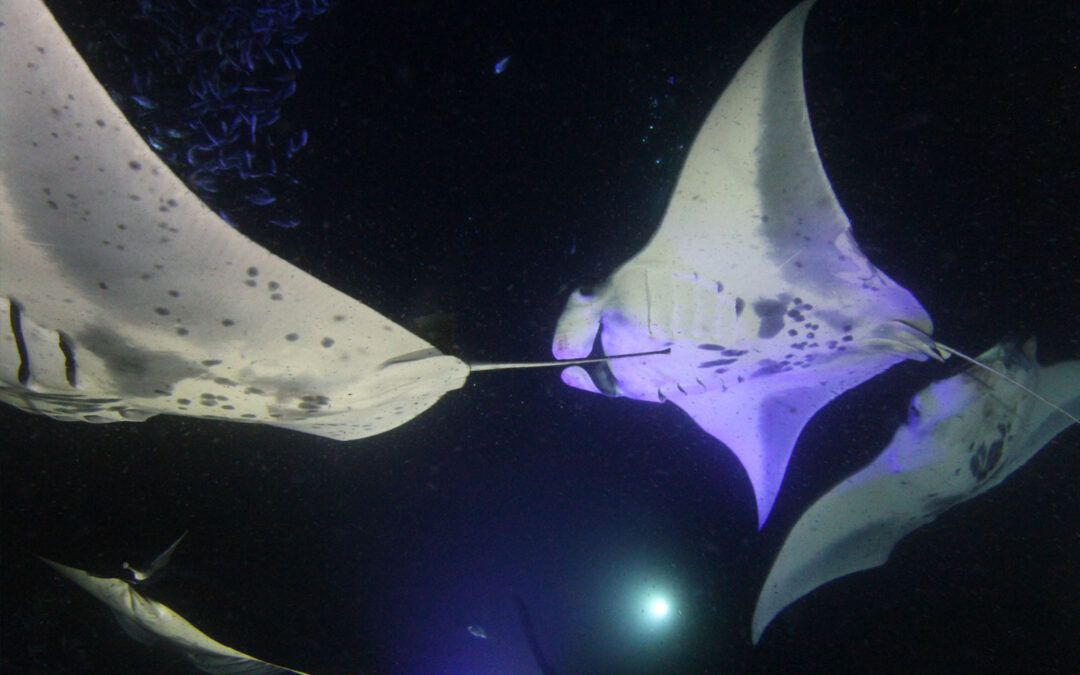 8 Essential Safety Tips for Snorkeling with Manta Rays