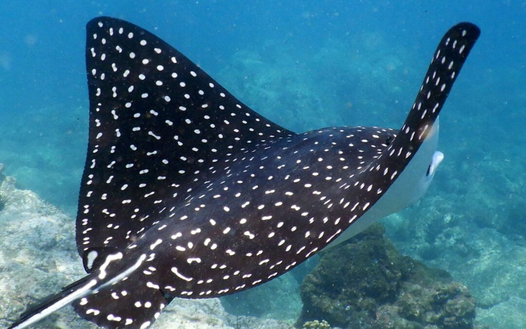 A Guide to the Different Types of Rays in Hawaii