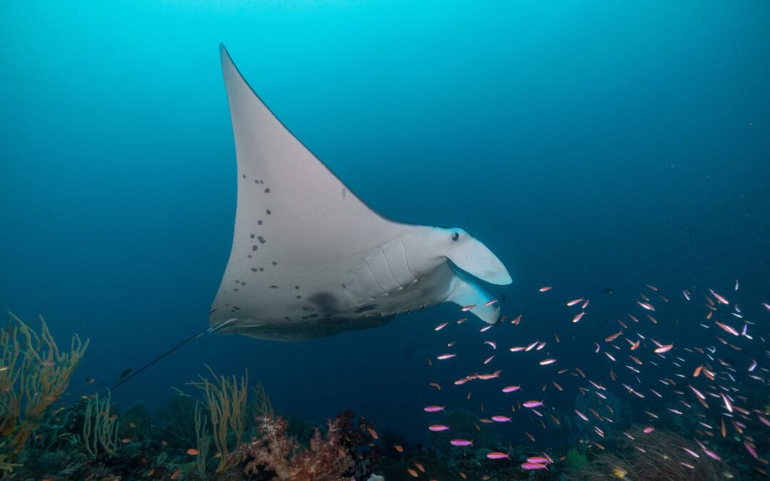 Introducing the Top 10 “Regulars” on the Manta Ray Swim