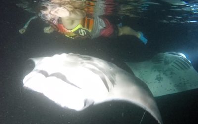 What are the chances of seeing manta rays at night?