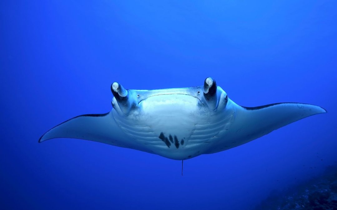 Beneath the Surface: The Risks of Snorkeling with Manta rays at Night